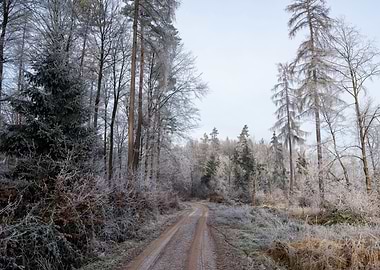 A winter Forest Path
