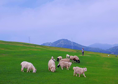 Sheep Grazing on Green Hillside