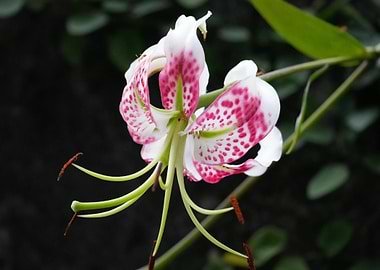 Showy Lily Flower with Pink Spots