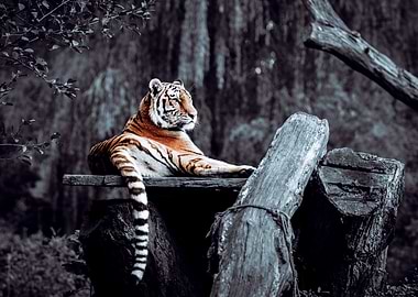 Resting Tiger on Wood