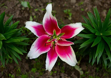 Pink and White Lily Close-Up