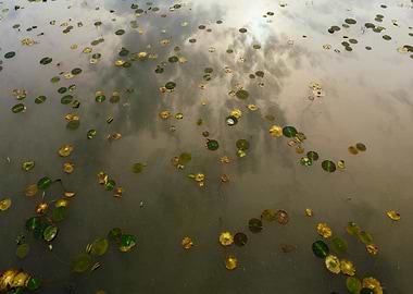 Lily Pads on Water Surface
