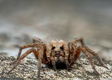 Close-up of a Brown Spider
