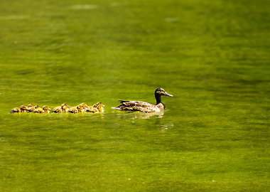 Duck and ducklings swimming in water
