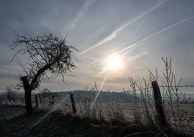 Winter Landscape with Tree and Fence