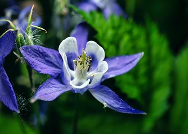 Close-up of a Purple Columbine Flower