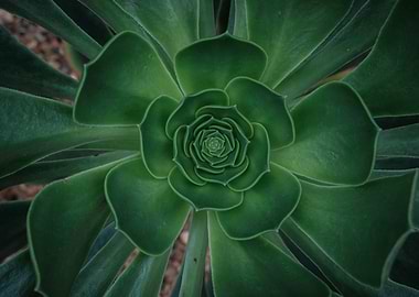 Green Aeonium Succulent