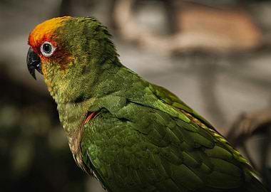 Olive-Throated Parakeet Portrait