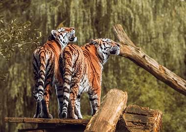Two Tigers on a Wooden Platform