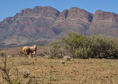 Sheep and Lamb in Australian Landscape