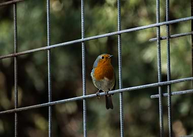 Robin Perched on Metal Grid