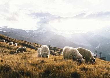 Sheep Grazing in Mountain Landscape