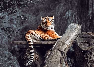 Resting Tiger Portrait