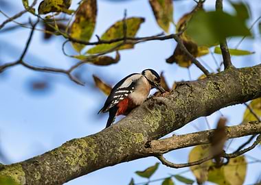 Woodpecker on a tree branch