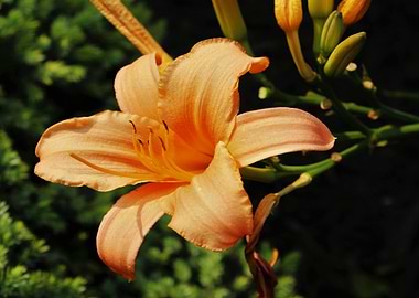 Peach Lily Close-Up