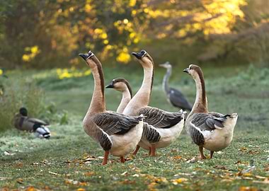 Geese in a park