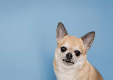 Chihuahua portrait on blue background