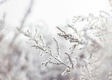 Frosted Branches in Winter Light
