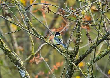 Great Tit Bird on Mossy Branch