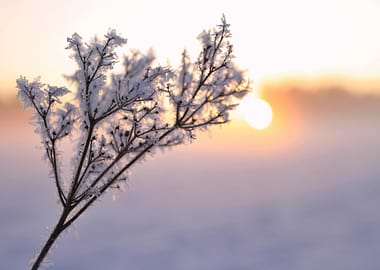 Frosty Plant at Sunrise