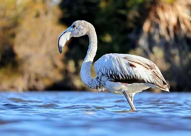 Flamingo wading in blue water