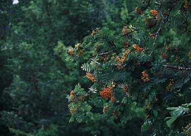 Rowan tree with orange berries