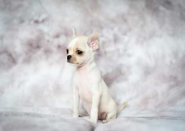 Adorable Chihuahua Puppy Portrait