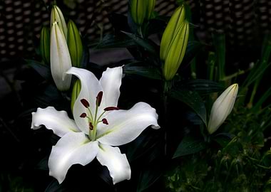 White Lily with Buds