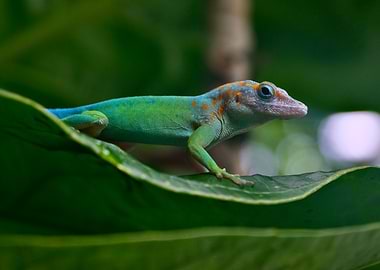 Green Lizard on Leaf