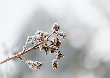 Frosted Plant in Winter