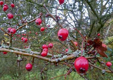 Red Berries on Branches