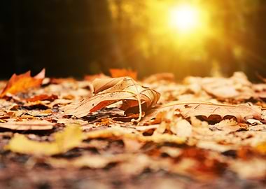 Autumn Leaves in Sunlight