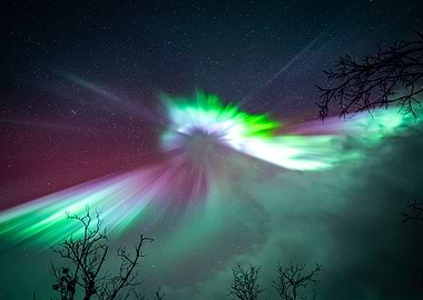 Aurora Explosion Over Arctic Trees