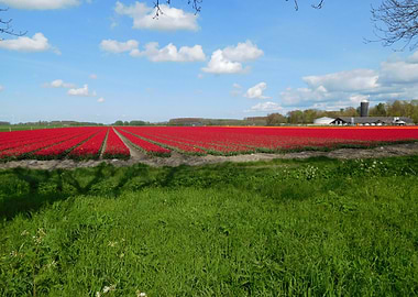 Red Tulip Field Under Blue Sky