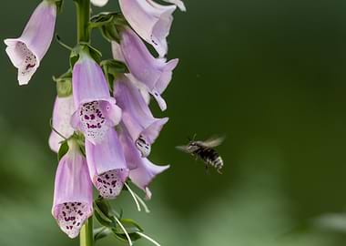 Bee approaching foxglove flowers