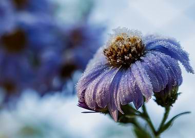 Frosted Purple Flower Close-Up
