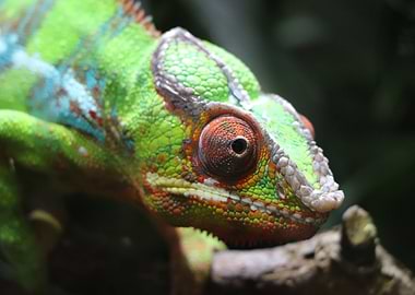 Colorful Chameleon Close-Up