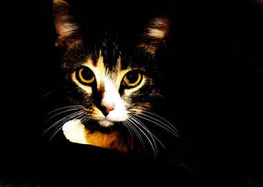 Calico Cat Portrait in Dark Setting