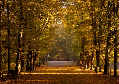 Autumn alley with golden leaves