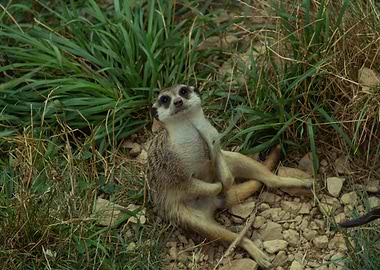 Meerkat Relaxing in the Grass