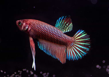 Betta multicolor traditional Plakat