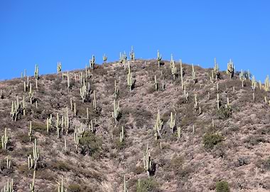 Geographies of Silence 1 - Blue Thistles
