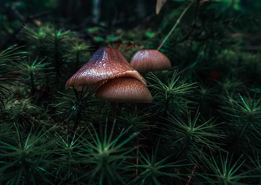 Mushrooms in a Forest Setting
