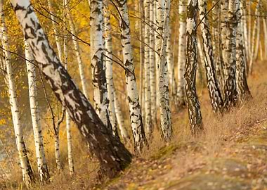 Autumn Birch Tree Forest