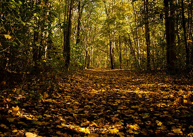 Autumn Forest Path