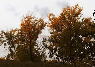 Autumn Trees Against Cloudy Sky