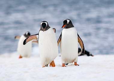 Gentoo penguins on Ice