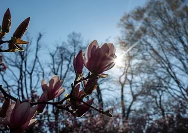 Magnolia Blossoms in Sunlight