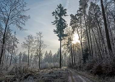 Winter Forest Path with Frosty Trees