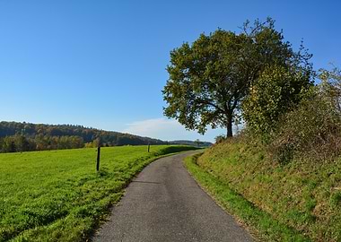 Country Road Landscape with Tree